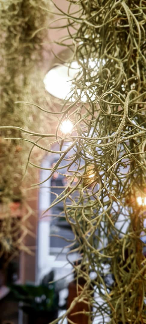 Una foto di un esemplare di Tillandsia usneoides, con foglie lunghe e flessibili che ricordano le licheni. Questa pianta epifita unica cresce senza terra, nutrendosi dell'aria e dell'umidità, e si adatta perfettamente a qualsiasi supporto per creare un'aggiunta verde e particolare all'ambiente.